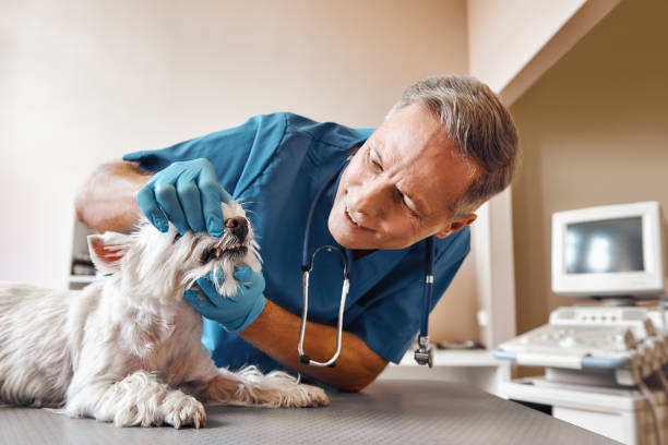 Best Emergency Dentist for Knocked-Out Tooth in Washburn, IL